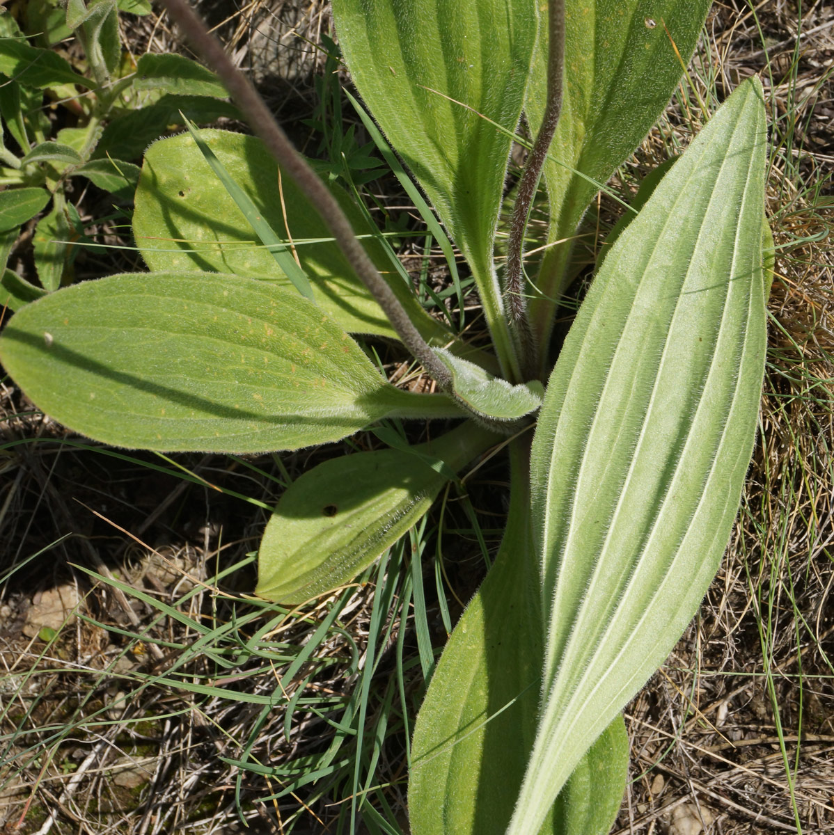 Изображение особи Plantago urvillei.