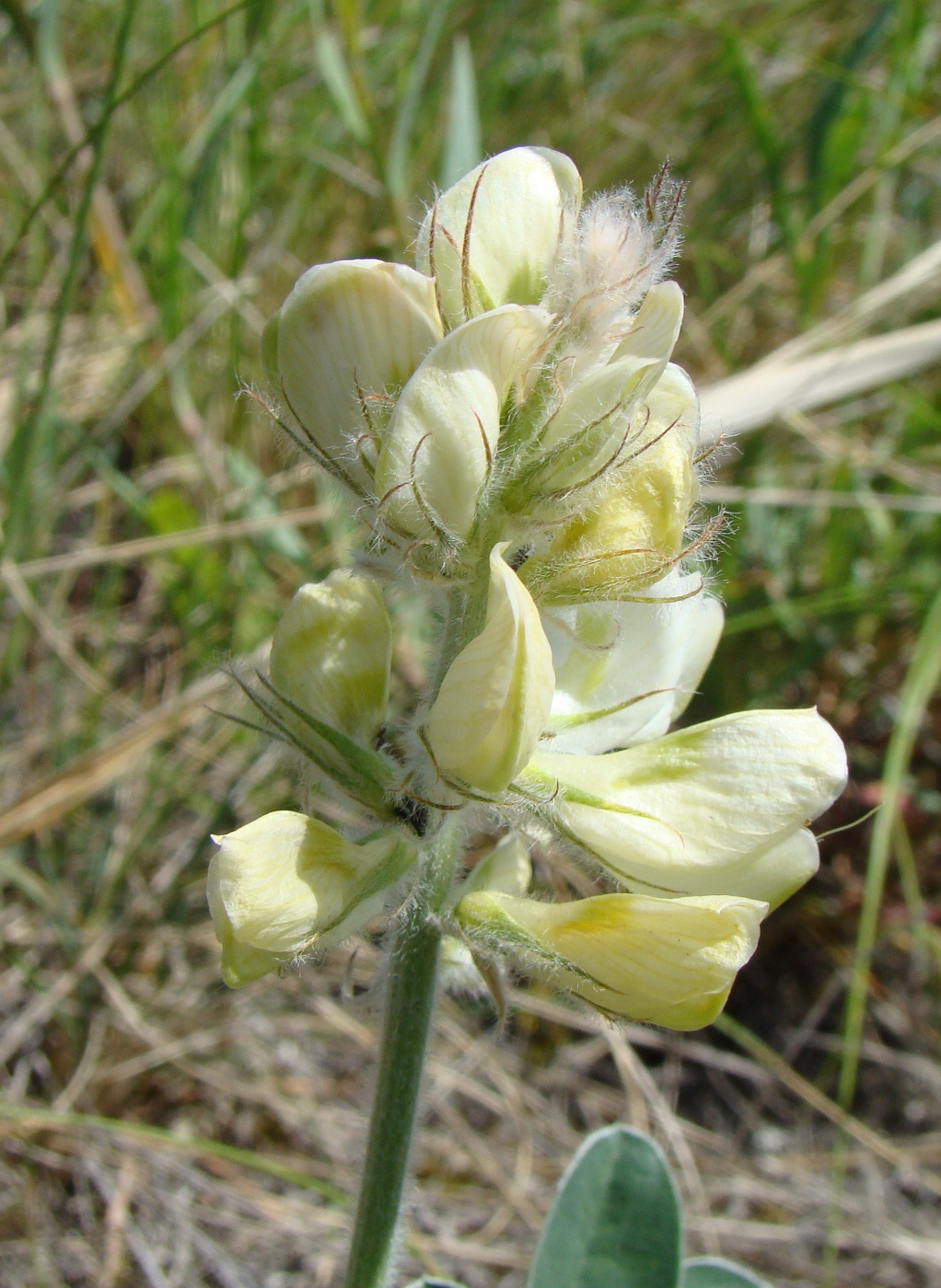 Image of Hedysarum grandiflorum specimen.