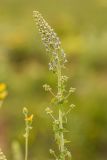 Aconitum orientale. Верхушка цветущего растения. Адыгея, Майкопский р-н, плато Лаго-Наки, хр. Каменное Море, субальпийский луг. 19.07.2015.