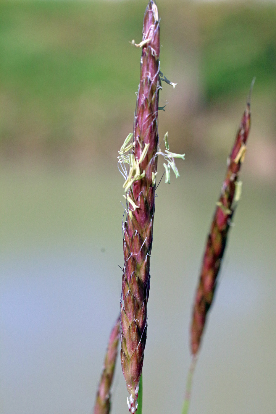 Image of Alopecurus myosuroides specimen.