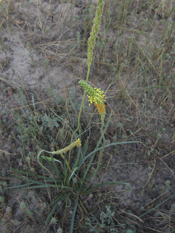 Изображение особи Plantago salsa.