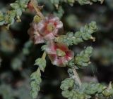 Salsola vermiculata