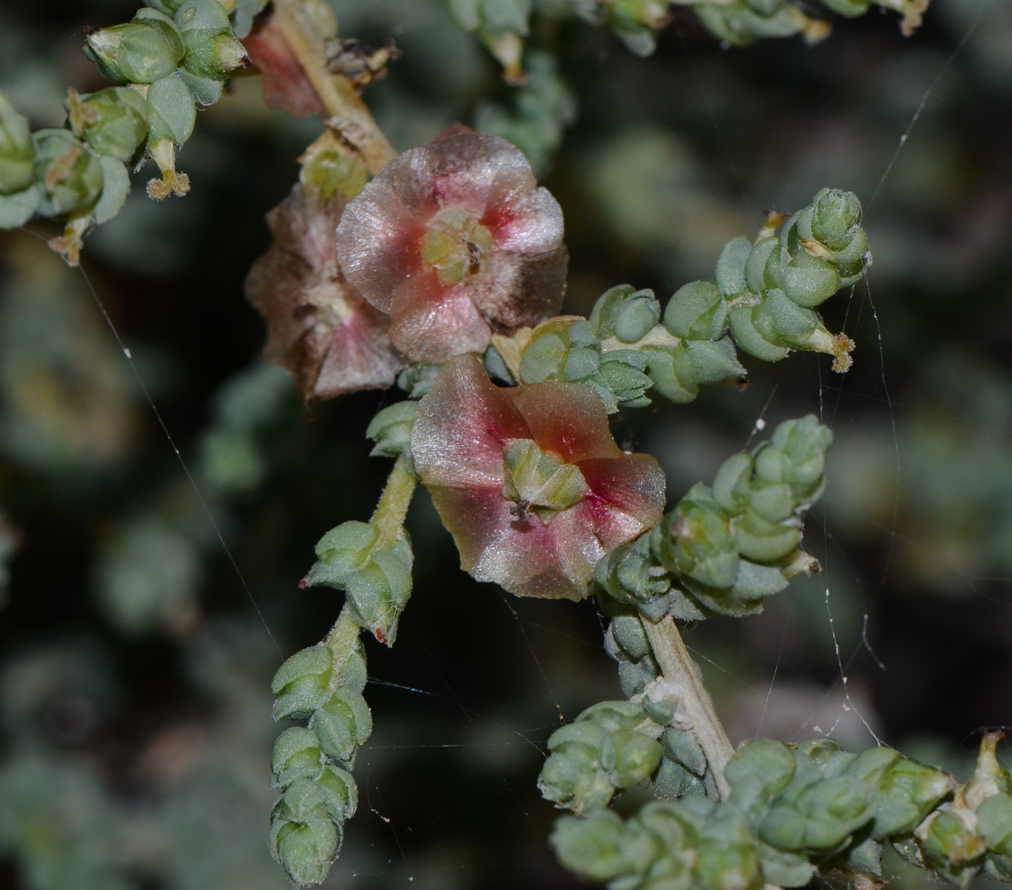 Изображение особи Salsola vermiculata.