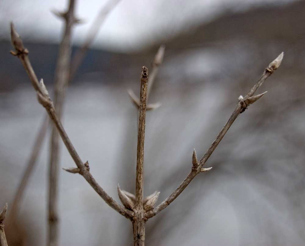 Image of Lonicera xylosteum specimen.