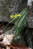 Gagea terraccianoana. Цветущее растение на скале. Приморский край, окр. г. Владивостока. 27.04.2016.