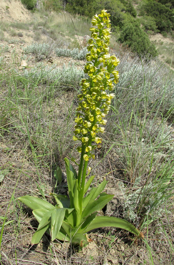 Image of Orchis punctulata specimen.