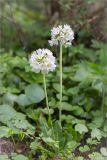 Primula denticulata