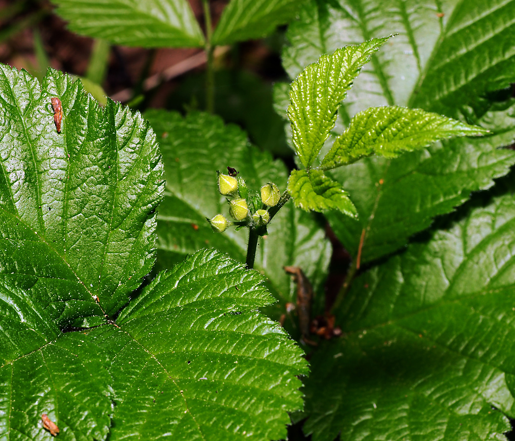 Image of Rubus saxatilis specimen.