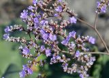 Limonium gmelinii