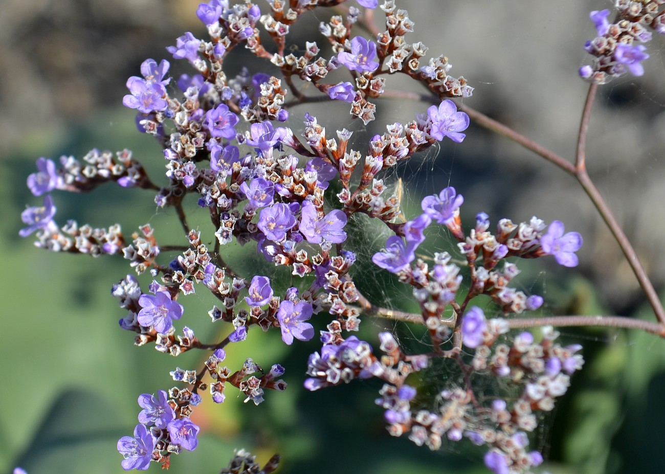 Image of Limonium gmelinii specimen.