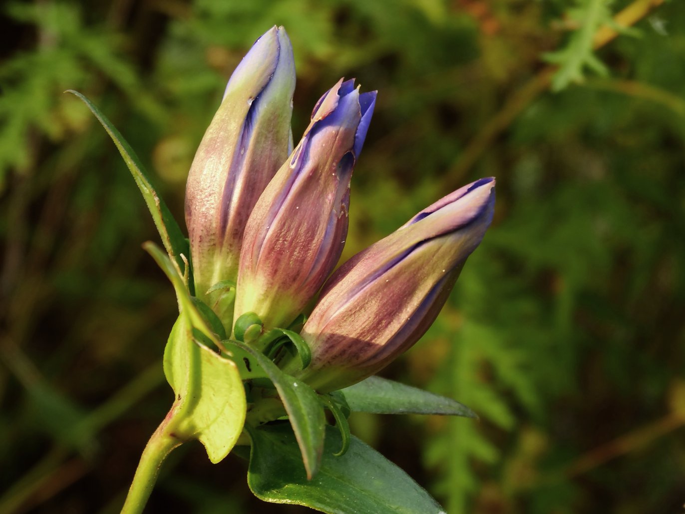 Image of Gentiana triflora specimen.