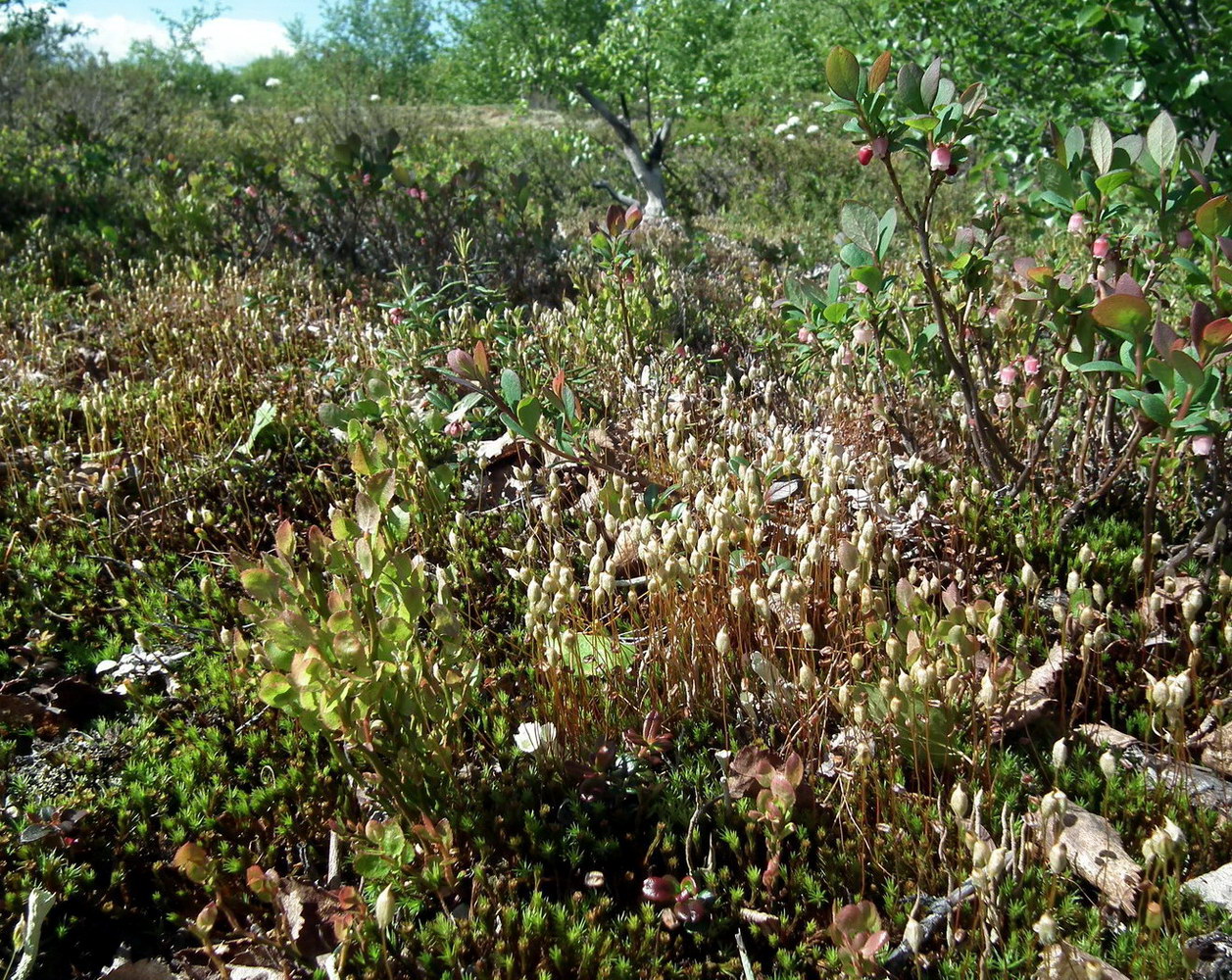 Изображение особи Polytrichum juniperinum.
