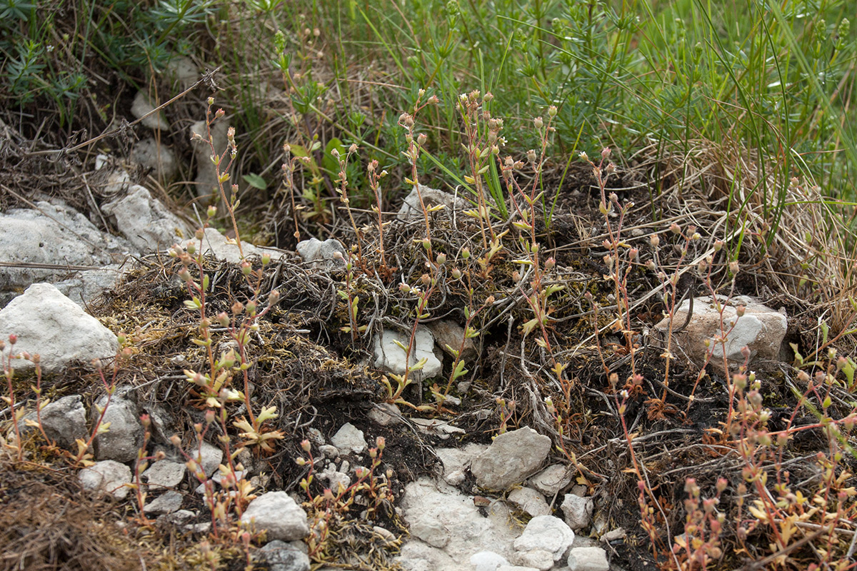 Image of Saxifraga tridactylites specimen.