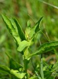 Sphaeranthus strobilifer. Верхушка побега с формирующимся соцветием. Астраханская обл., Володарский р-н, окр. с. Ямное, ООПТ \"Бугор Змеиный\", пойменный луг после спада половодья. 25.06.2016.