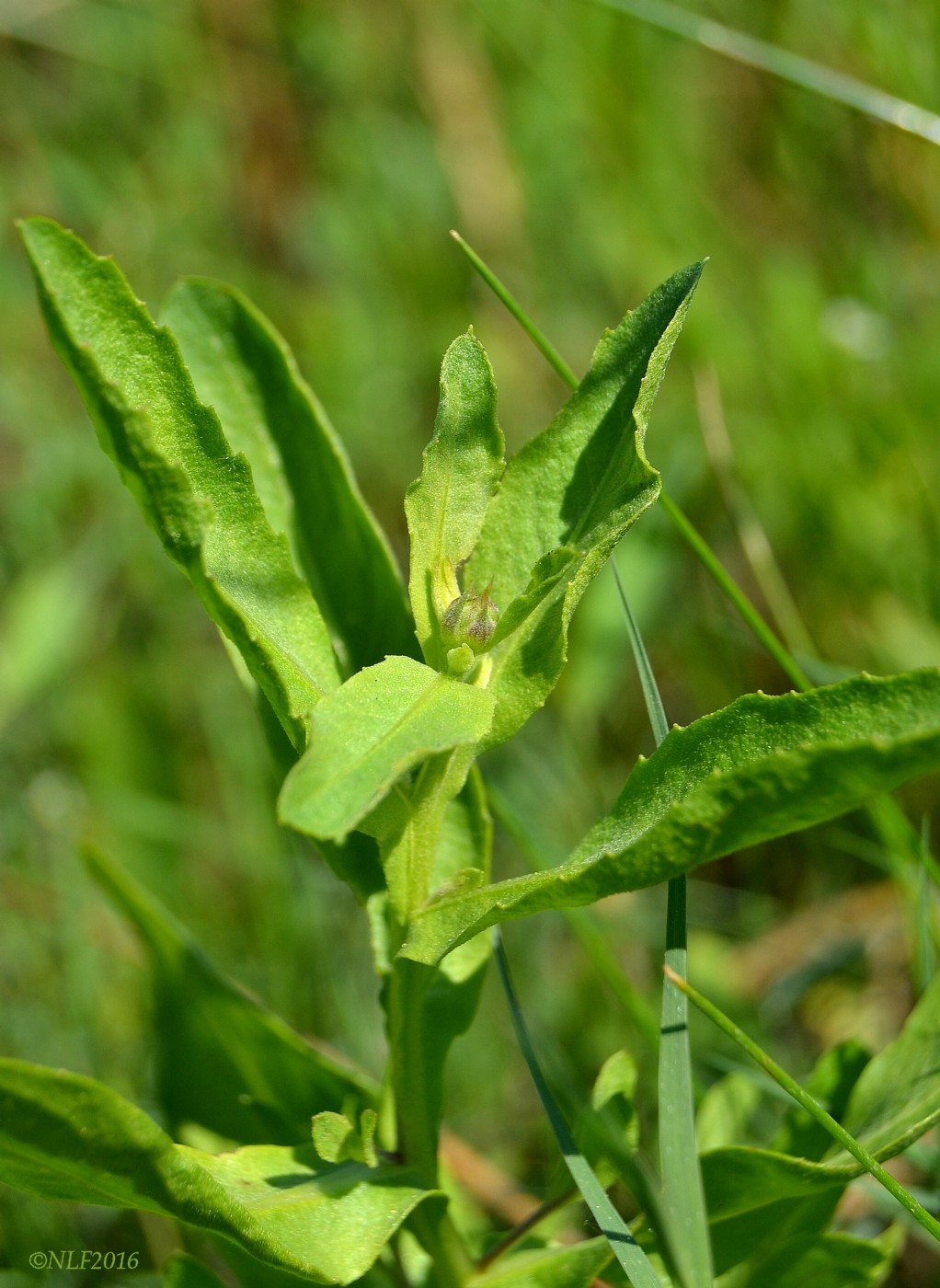 Изображение особи Sphaeranthus strobilifer.