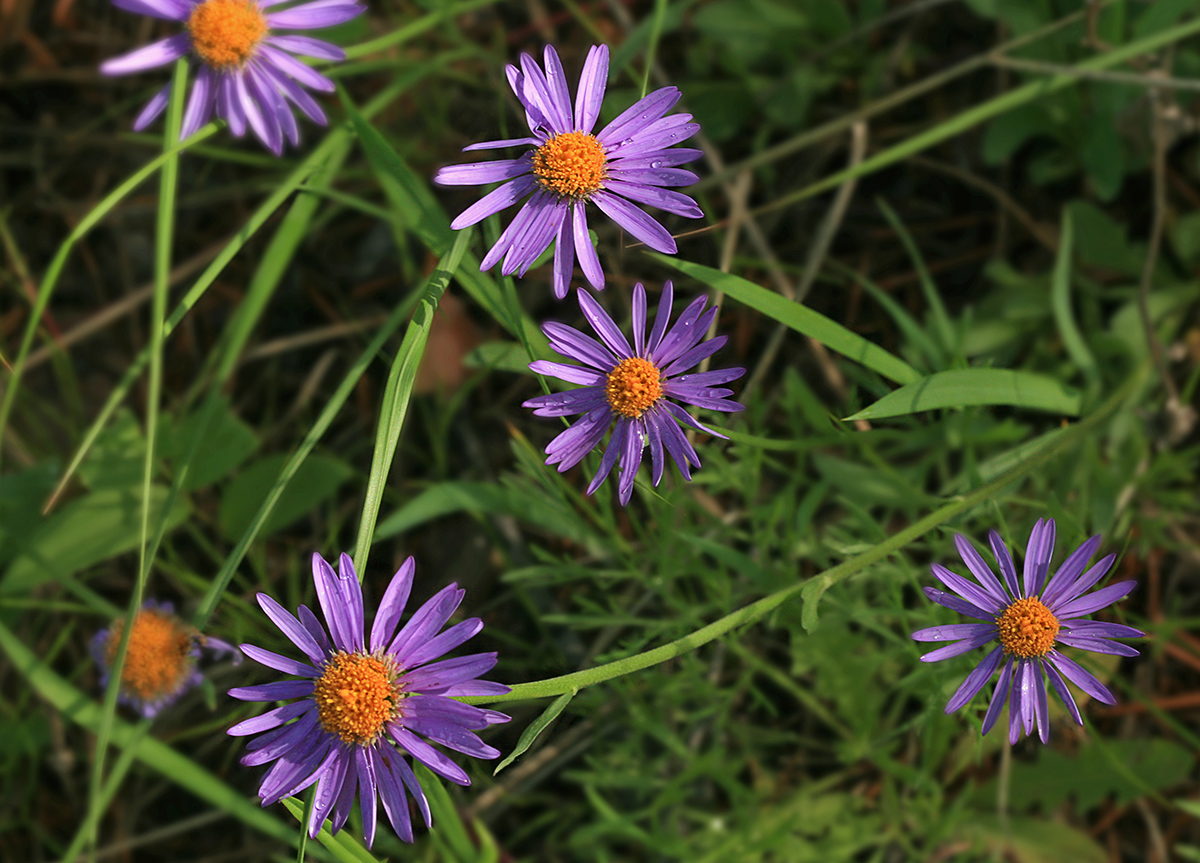 Изображение особи Aster serpentimontanus.