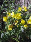 Thermopsis alpina