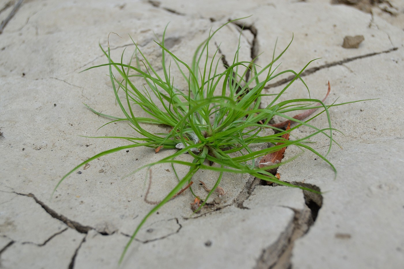 Изображение особи Cyperus michelianus.