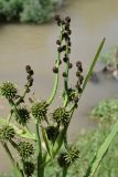 Sparganium stoloniferum