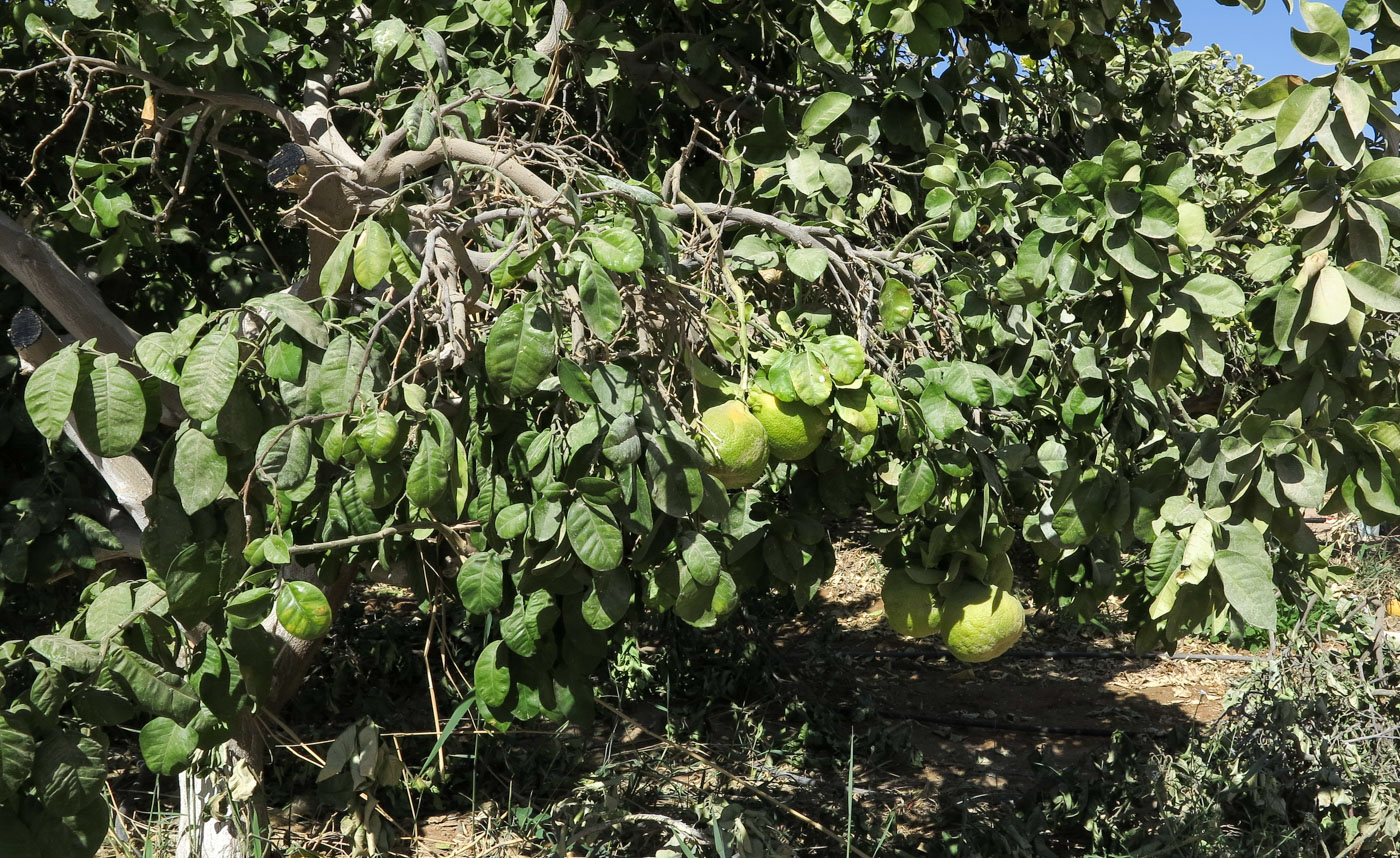 Изображение особи Citrus maxima.