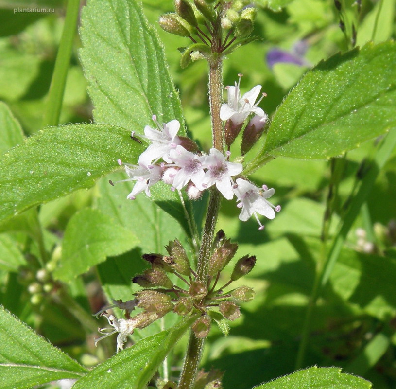 Image of Mentha arvensis specimen.