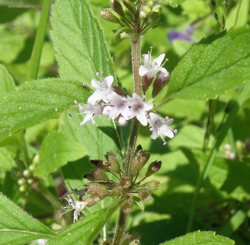 Изображение особи Mentha arvensis.