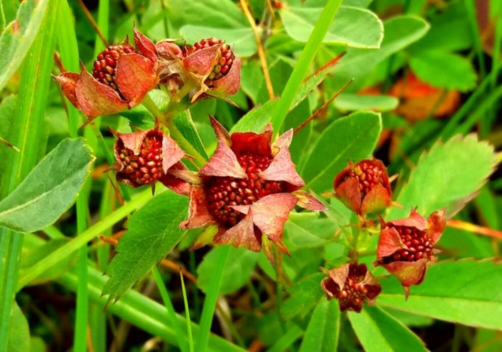 Image of Comarum palustre specimen.