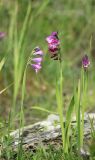 Gladiolus tenuis. Цветущие растения. Черноморское побережье Кавказа, окр. г. Новороссийск, Маркотхский хребет, Нефтяная балка, каменистый склон с выходами грунтовых вод. 30 мая 2015 г.