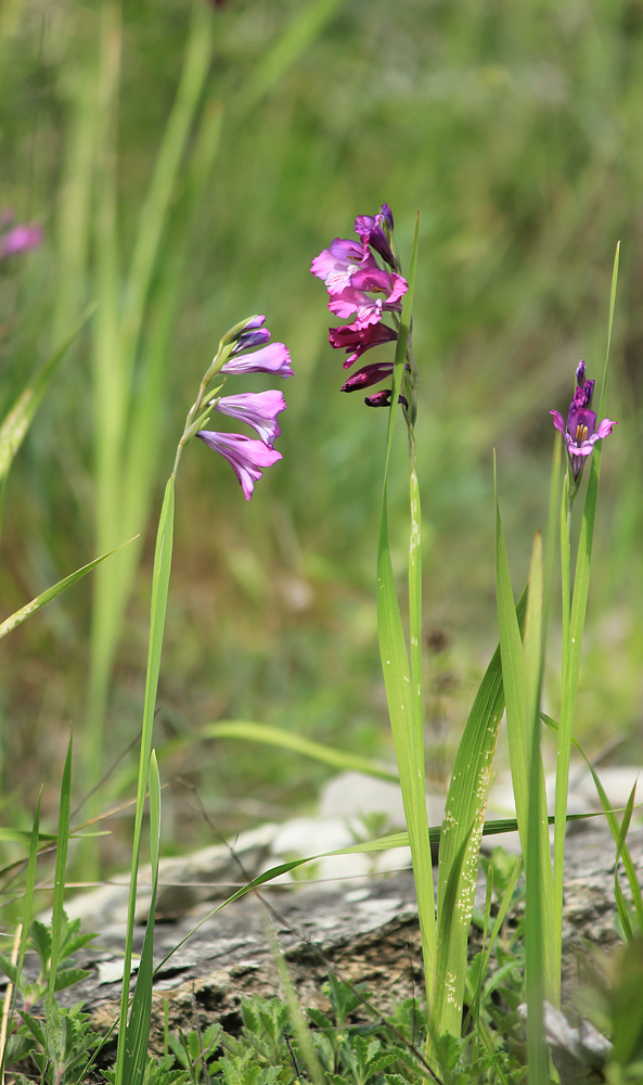 Изображение особи Gladiolus tenuis.