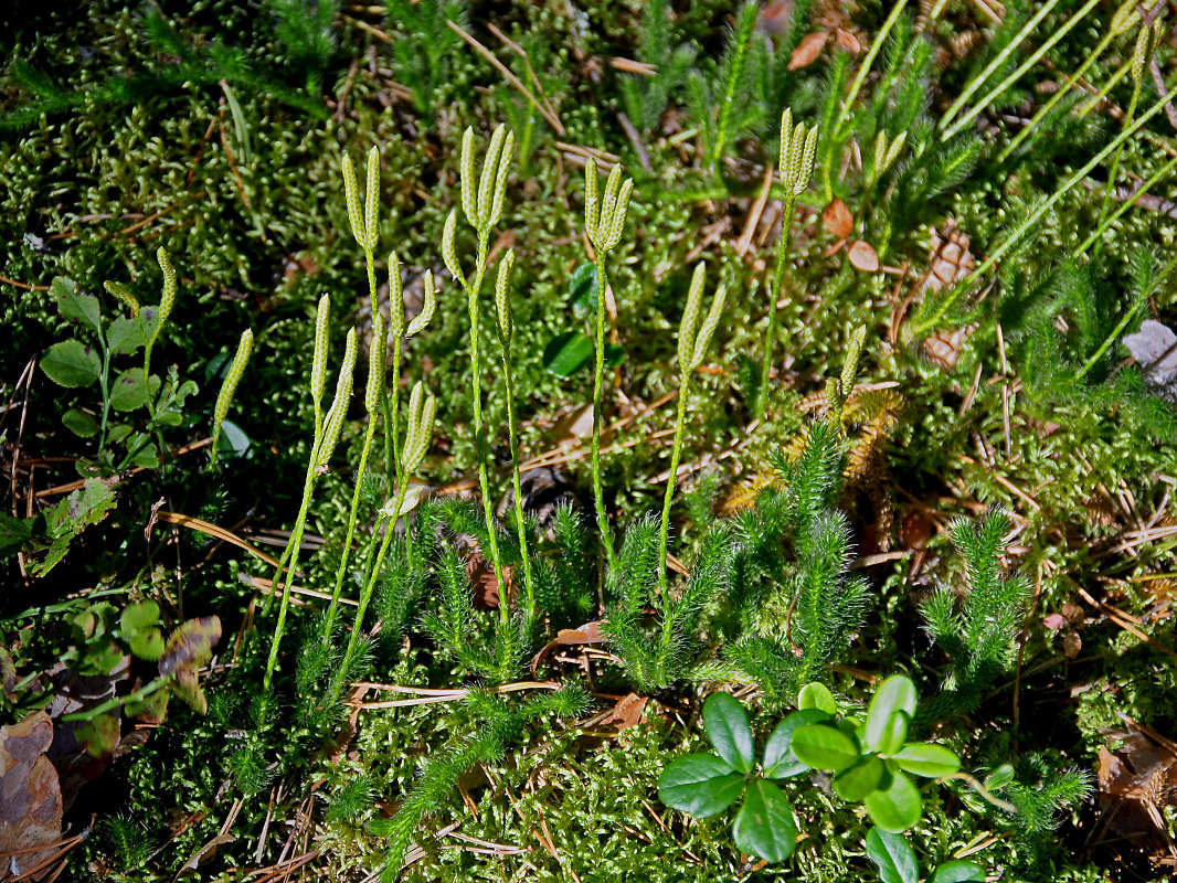 Изображение особи Lycopodium clavatum.