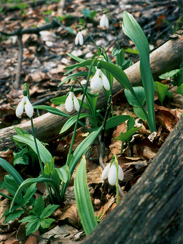 Изображение особи Galanthus plicatus.