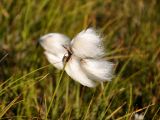 Eriophorum angustifolium. Верхушка побега с соплодиями. Исландия, полуостров Ватнснес. 07.08.2016.