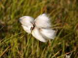 Eriophorum angustifolium. Верхушка побега с соплодиями. Исландия, полуостров Ватнснес. 07.08.2016.