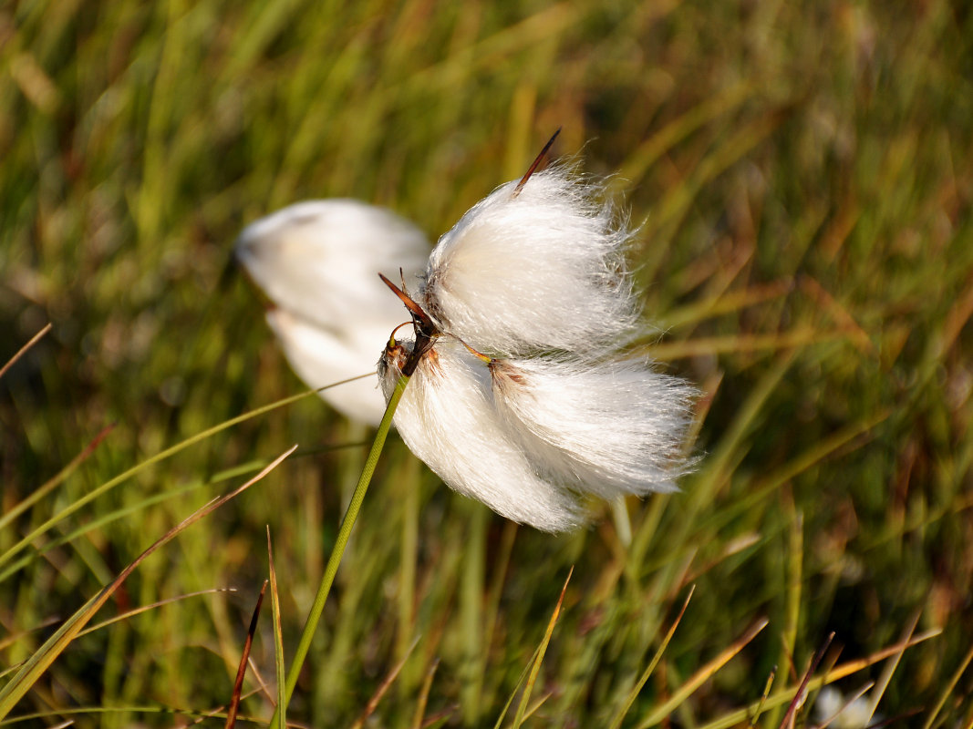 Изображение особи Eriophorum angustifolium.