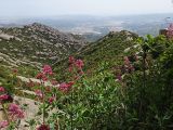 Centranthus ruber. Цветущее растение. Испания, гора Монтсеррат. Май 2016 г.