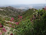 Centranthus ruber