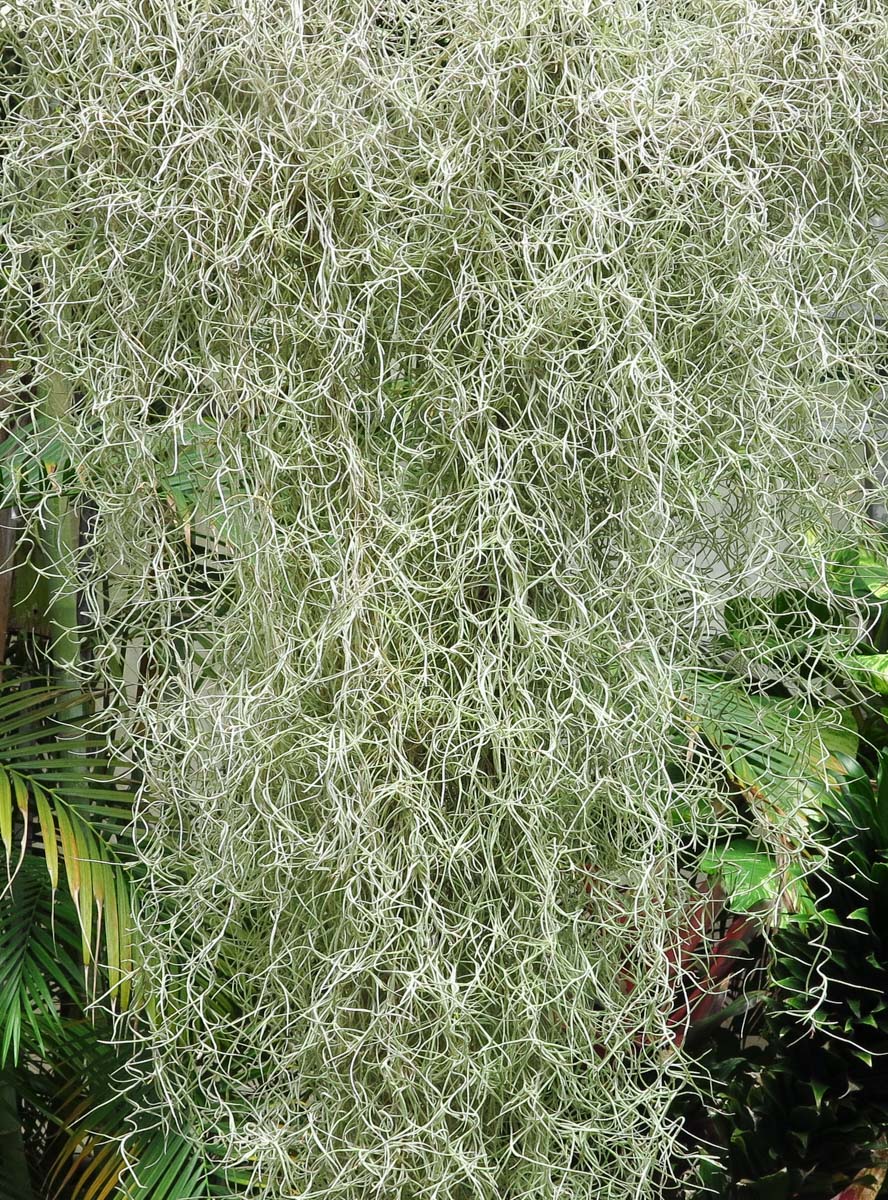 Image of Tillandsia usneoides specimen.