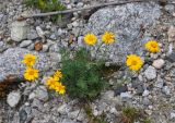 Anthemis sosnovskyana