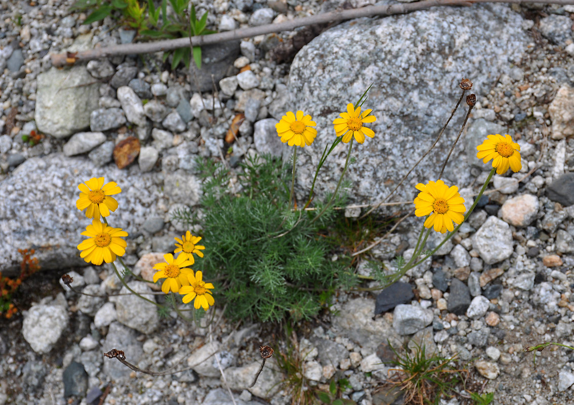 Image of Anthemis sosnovskyana specimen.