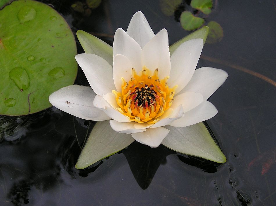 Image of Nymphaea tetragona specimen.