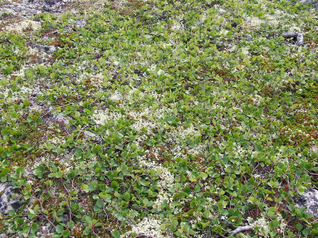 Image of Betula × alpestris specimen.