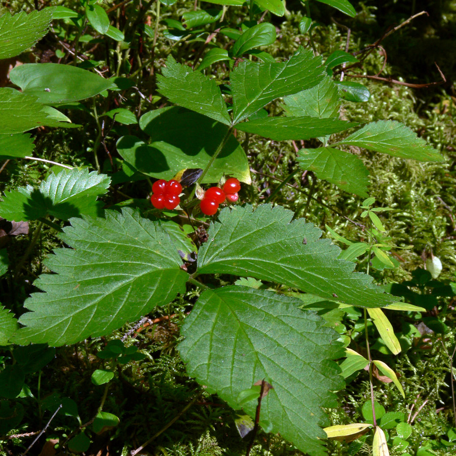 Изображение особи Rubus saxatilis.