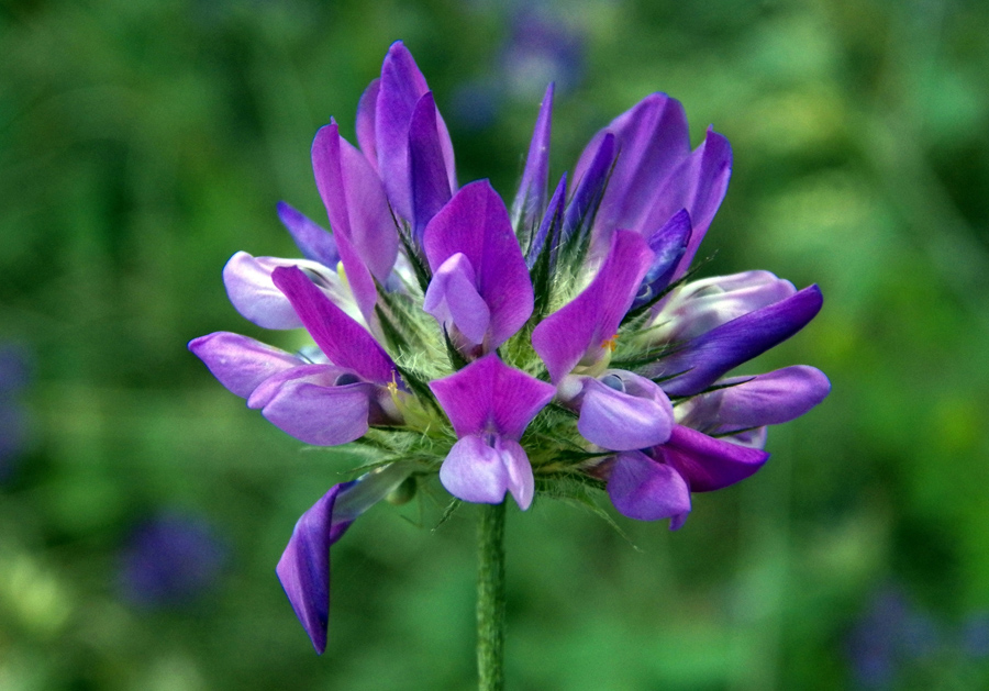 Image of Psoralea bituminosa ssp. pontica specimen.