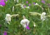 Silene italica