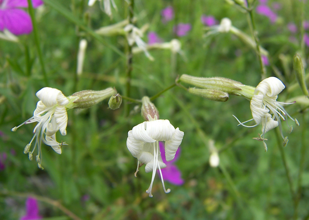 Изображение особи Silene italica.