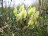 Astragalus pseudocytisoides