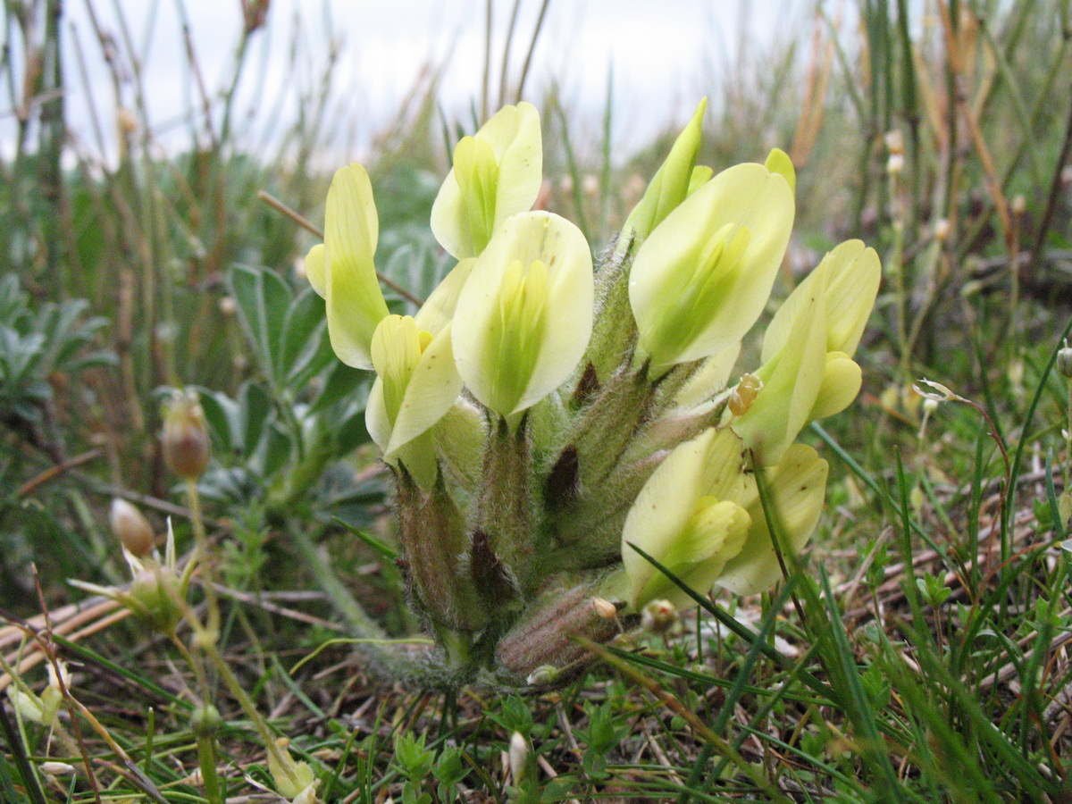 Изображение особи Astragalus pseudocytisoides.