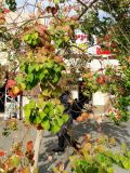 Triadica sebifera. Ветки с остатками листьев. Израиль, г. Бат-Ям, в культуре. 11.12.2016.