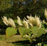 Reynoutria sachalinensis. Верхушка цветущего побега. Восточный Казахстан, г. Усть-Каменогорск, Архитектурно-ландшафтный музей-заповедник, в культуре. 04.09.2016.