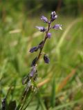 Polygala amarella